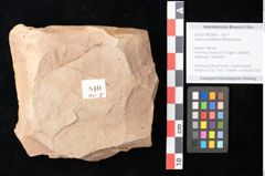 Foto (Objekt + Etikett) von Quercus palaeoilex Ettingshausen (NHMW-GEO-2024-0188-0840)